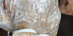 Oyster Mushroom