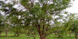 Indian Amla Organic Fruit