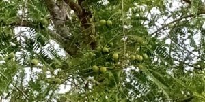 Organic Amla Fruit