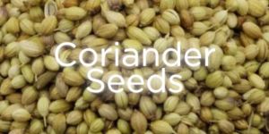 Organic Coriander Seeds