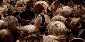 Coconut Shell