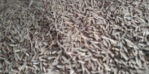 Cumin Seeds