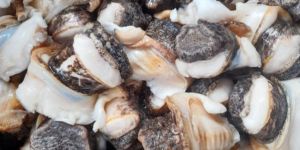 Murex Ramosus Shell Meat