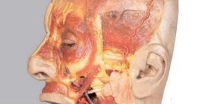 Superficial Face 3D Anatomical Model