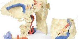 Temporal Bone 3D Anatomical Model