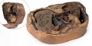 Thoracic Cross Section T6 3D Anatomical Model