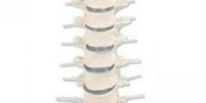 Thoracic Vertebral Column 3D Anatomical Model