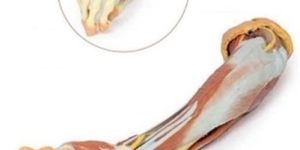 Upper Limb and Hand 3D Anatomical Model