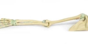 Upper Limb Ligaments 3D Anatomical Model