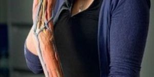 Upper Limp 3D Anatomical Model