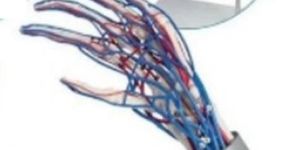 Vascualar Hand 3D Anatomical Model