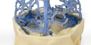 Venous Circulation 3D Anatomical Model