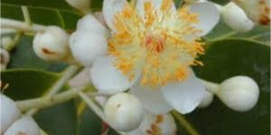 Surangi Phool Flower for Fragrance