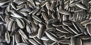 Natural Grey Sunflower Seeds
