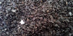 Ocimum Basilicum Seeds