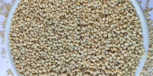 Raw Regular Quinoa Seeds