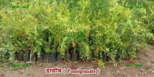 Pomegranate Plant