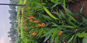 Heliconia Plant