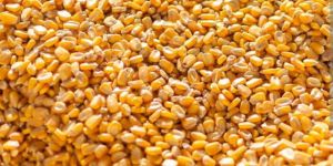 Yellow Corn, Catel Feed
