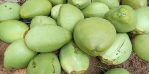 Natural Tender Coconut