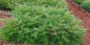 Green Piper Nigrum Silver Oak Plant