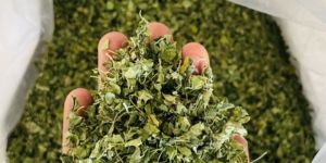 Dried Fenugreek Leaves