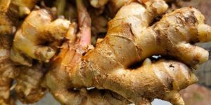 Fresh Ginger