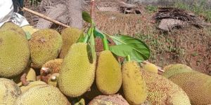Jack Fruit