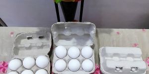 PAPER EGG TRAY