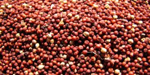 Finger Millet