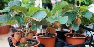 Kiwi Fruit Plant