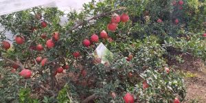 Pomegranate Plants