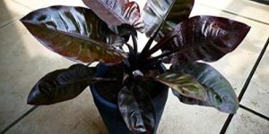 Black Cardinal Plant