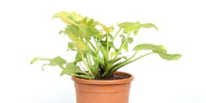 Philodendron Xanadu Golden Plant