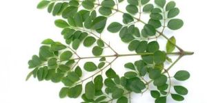 Moringa Leaves