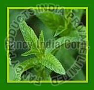 Natural Menthol & Mint Products