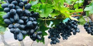 Fresh Black Grapes
