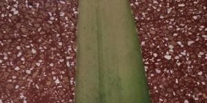 Fresh Aloe Vera Leaves