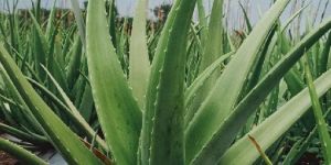 Herbal Aloe Vera Leaves