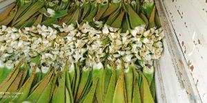 Raw Aloe Vera Leaves