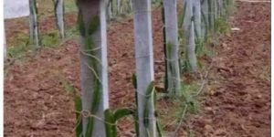 RCC Dragon Fruit Pole