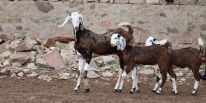 Goat Farming