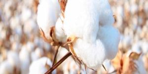 Organic Cotton