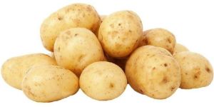 Fresh Potato