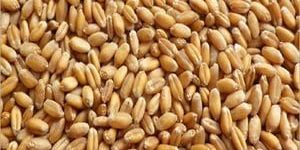 Wheat Seeds