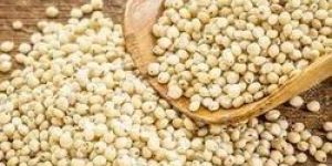 White Sorghum