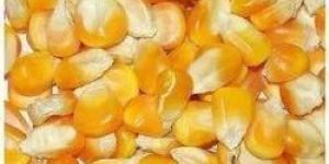 Yellow Maize