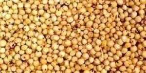 Yellow Sorghum