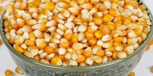 Maize Seeds