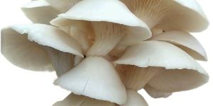 Oyester Mushrooms
